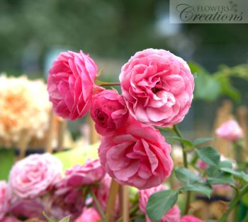 Pink Roses